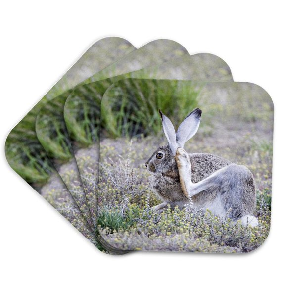 3drose, Usa, Wy. White-tailed Jackrabbit Scratches Behind Its Ear., Set of 4 Coasters - Soft