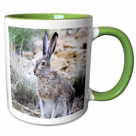 3drose, Usa, Wy. White-tailed Jackrabbit Sitting in a Rocky Habitat., 11oz Two-tone Green Mug