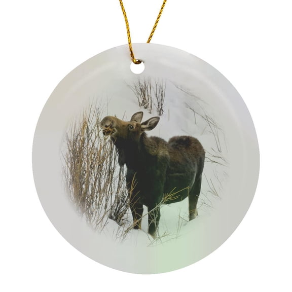3drose, Usa, Wy, Yellowstone Np. Female Moose Eating Willow Branches in Snow., Circle Porcelain Ornament
