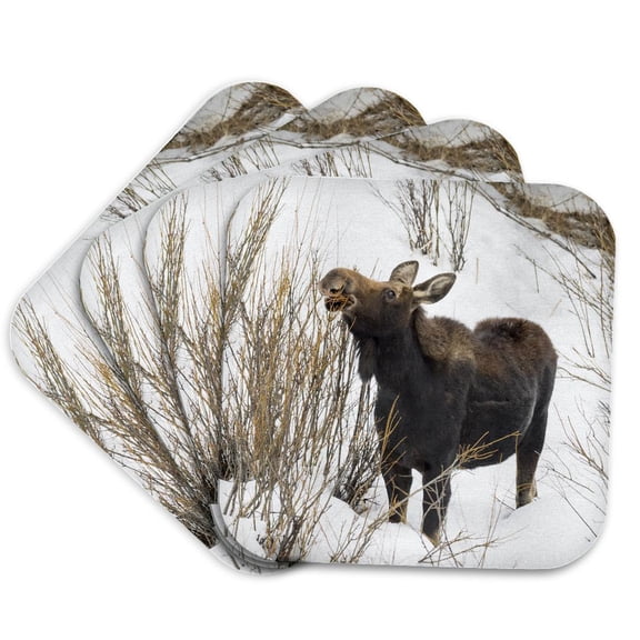 3drose, Usa, Wy, Yellowstone Np. Female Moose Eating Willow Branches in Snow., Set of 4 Coasters - Soft