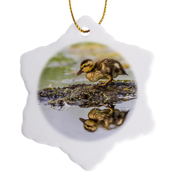 3drose, Usa, Wyoming, Newly Hatched Cinnamon Teal Duckling., 3 inch Snowflake Porcelain Ornament