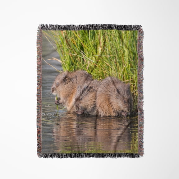 Usa, Wyoming, Sublette Co., Three Young Muskrats Eating Reeds., Woven Blanket