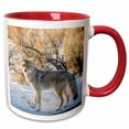 thumbnail image 1 of 3drose, Usa, Wyoming, Yellowstone Np. Coyote Close-up in Winter., 11oz Two-tone Red Mug, 1 of 6