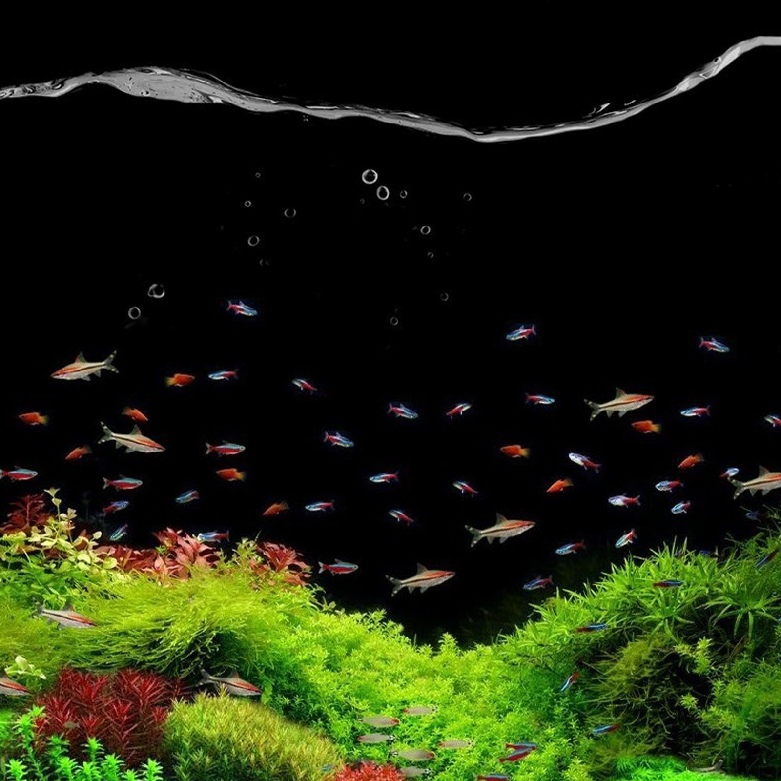 Use Water Stabilizer In Fish Tank To Replace Tap Water Dechlorinator