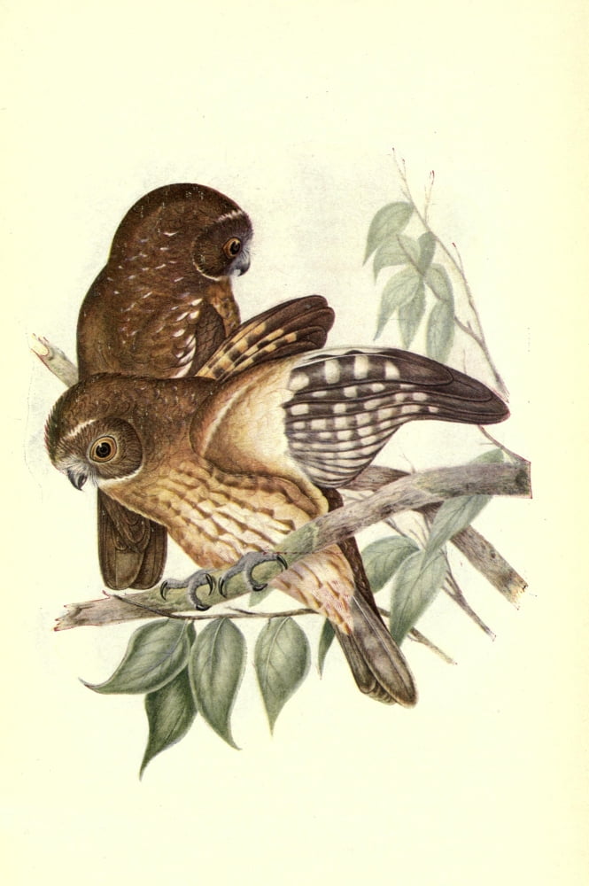 Useful Australian Birds 1921 Boobook Owl Canvas Art - J & E Gould (24 x 36)