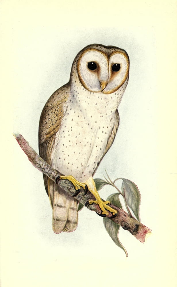 Useful Australian Birds 1921 Delicate Owl Canvas Art - J & E Gould (18 x 24)
