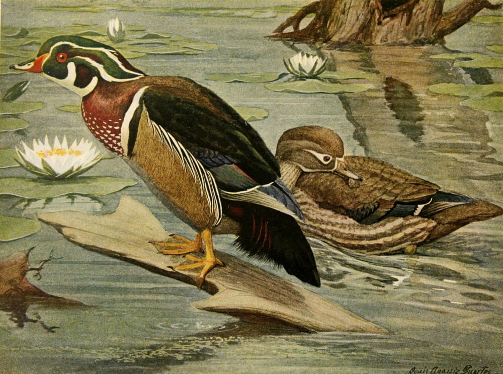 Useful Birds 1908 Wood Duck Canvas Art - LA Fuertes (18 x 24)