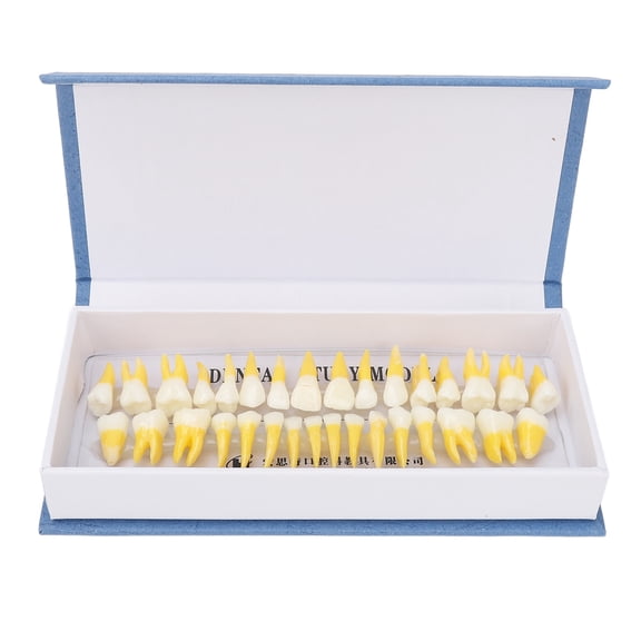 UsilkU 1:1 Scale Permanent Tooth Model 32pcs Dual Colors Resin Dental Demonstration Model for Dentists Educational Medical Science Study Tool Display (7.09 inches / 18 cm)
