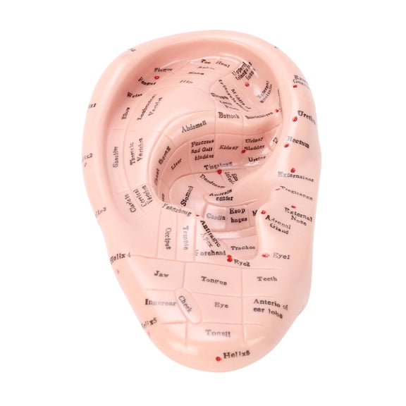 UsilkU 6.69 Inches / 17 cm Ear Acupuncture Point Massage Model Professional PVC Ear Zone Reflexology Tool For Laboratory School Teaching Supply And Learning