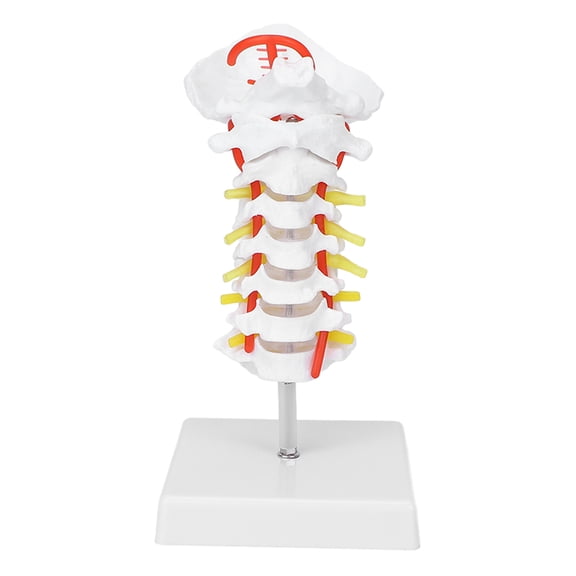UsilkU Cervical Vertebra Model Arteria Spine Spinal Nerves Anatomical Model for Science Classroom Study Teaching, 8.66 inches / 22.00 cm