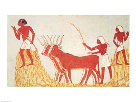 Using cows to trample wheat from the Tomb of Menna Canvas Art - (36 x 24)
