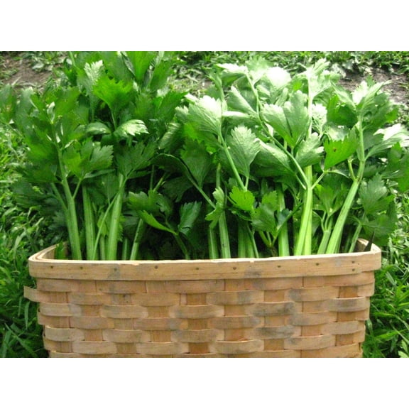 Utah 52-70 Tall Celery Seeds/Biennial/ Full Sun/ 400K Seeds 1/4lb/ Zellajake Farm and Garden - B26