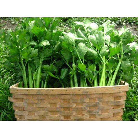 Utah 52-70 Tall Celery Seeds/Biennial/ Full Sun/ 400K Seeds 1/4lb/ Zellajake Farm and Garden - B26