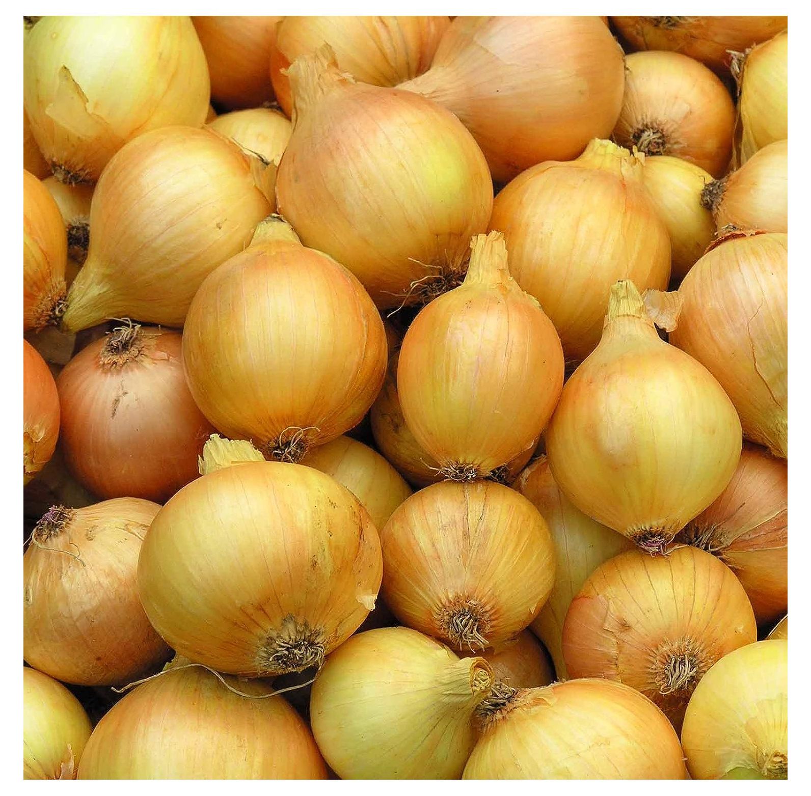 Utah Yellow Sweet Spanish Onion Garden Seeds 1 Lb 134,400 Seeds