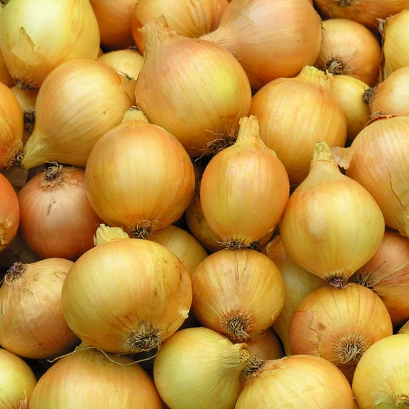 Utah Yellow Sweet Spanish Onion Garden Seeds - 4 Oz - Non-GMO, Heirloom Vegetable Gardening Seeds