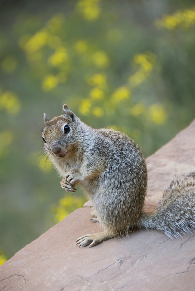 Utah Zion National Park Rock Squirrel on ledge Canvas Art - Richard Maschmeyer Design Pics (12 x 19)