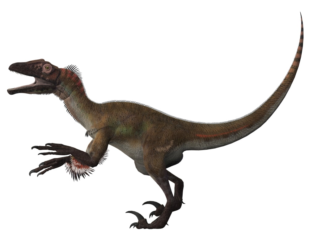 Utahraptor a carnivorous dinosaur from the Cretaceous Period Canvas Art - Corey FordStocktrek Images (33 x 25)