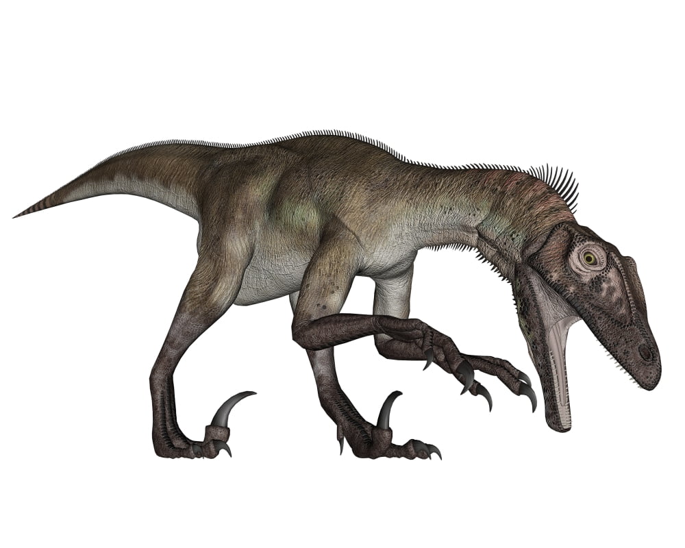 Utahraptor dinosaur roaring Canvas Art - Elena DuvernayStocktrek Images (16 x 13)