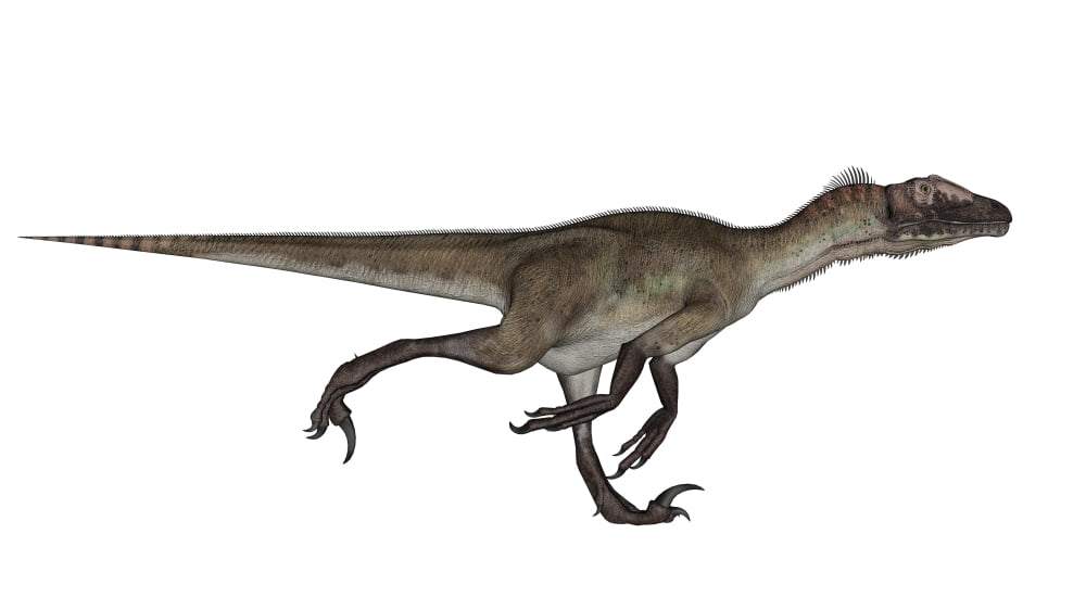 Utahraptor dinosaur running Canvas Art - Elena DuvernayStocktrek Images (19 x 11)