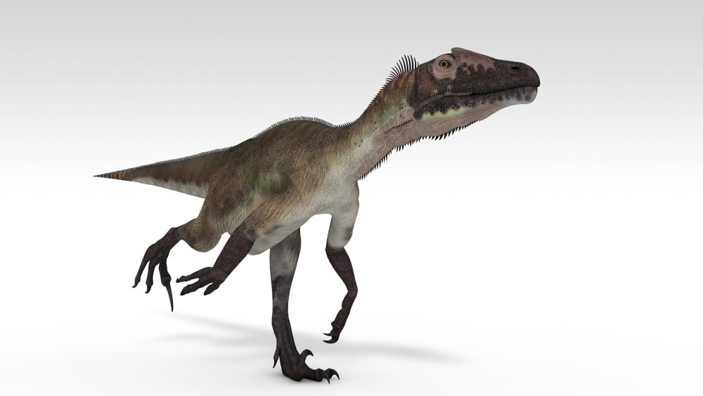 Utahraptor dinosaur white background Canvas Art - Kostyantyn IvanyshenStocktrek Images (38 x 22)