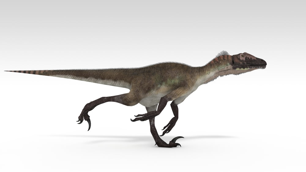 Utahraptor dinosaur white background Canvas Art - Kostyantyn IvanyshenStocktrek Images (38 x 22)