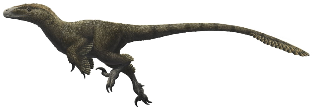 Utahraptor ostrommaysorum Canvas Art - Emily WilloughbyStocktrek Images (24 x 9)