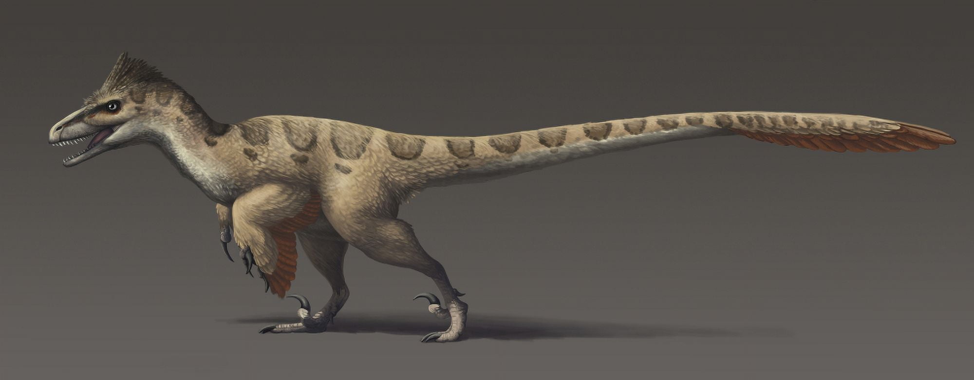 Utahraptor ostrommaysorum the largest known dromaeosaur Canvas Art - Emily WilloughbyStocktrek Images (45 x 18)