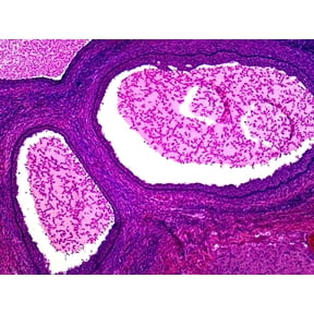 Uterus in Follicular Phase, Human; Showing Early or Late Phase; Section by Go Science Crazy
