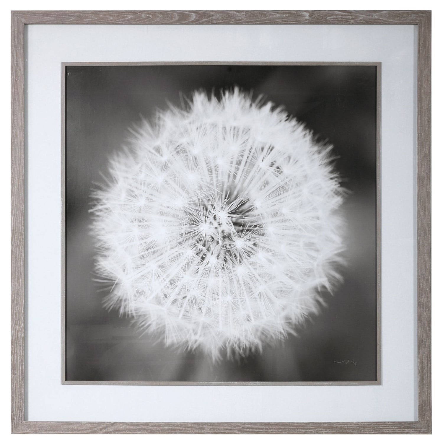 Large Black and White Dandelion Canvas Print with Driftwood Frame