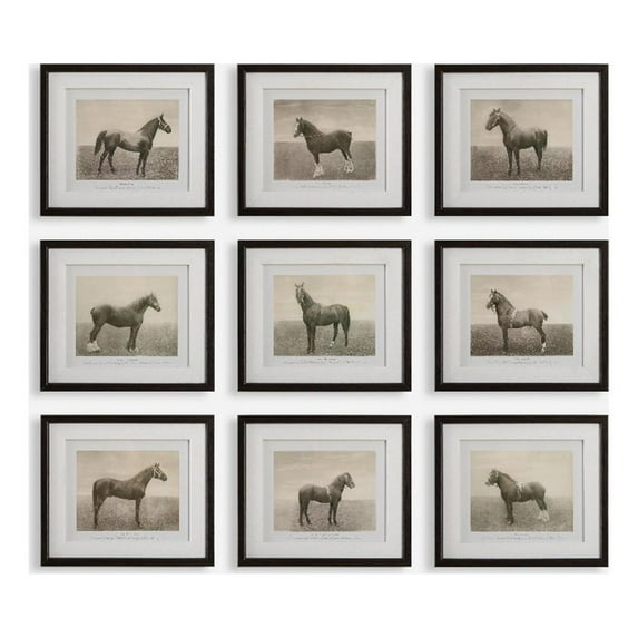 Uttermost Equine Dynasty Framed Prints in Multi-Color (Set of 9)
