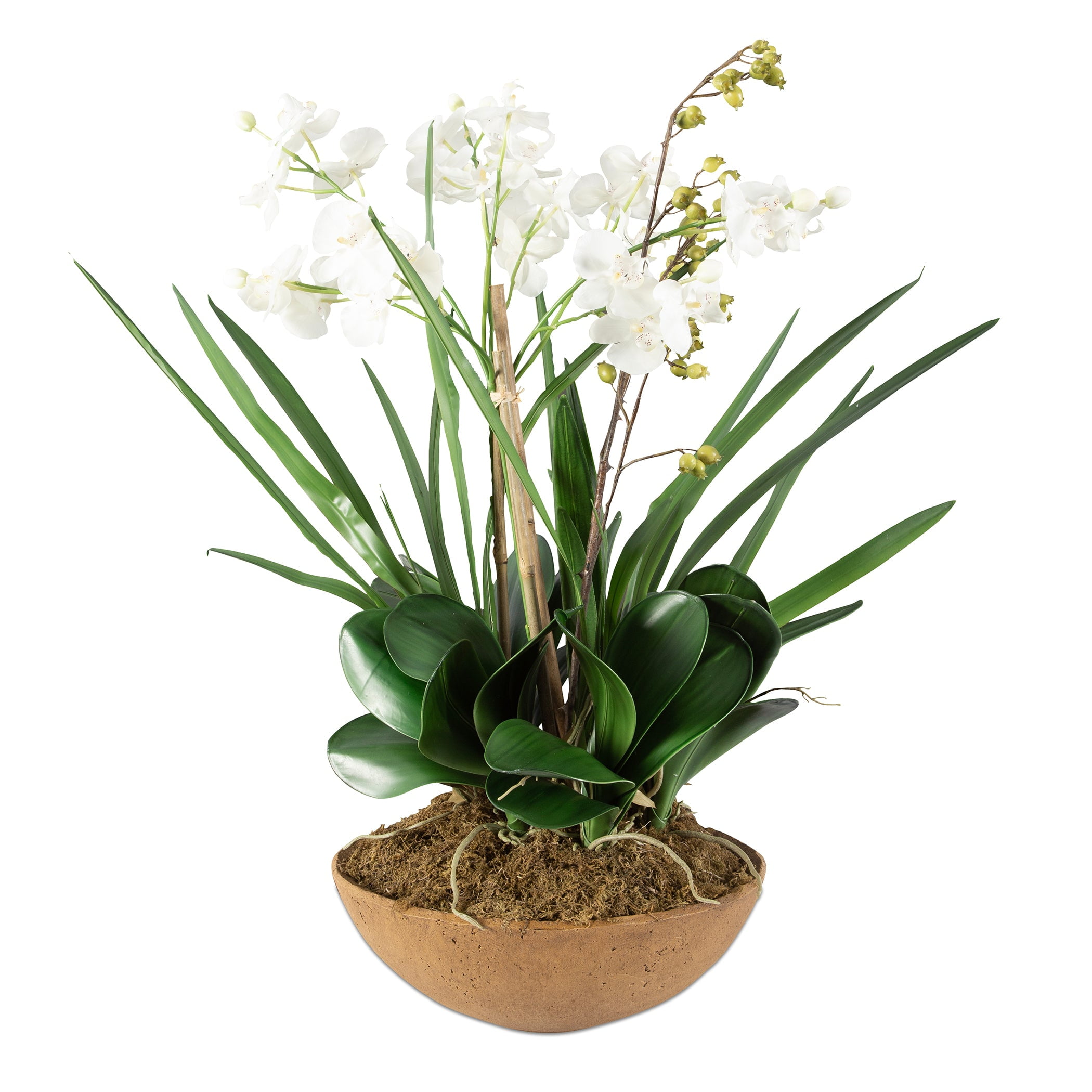 Contemporary Brown and White Moth Orchid 33.5" Planter