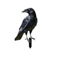 thumbnail image 1 of Uutvery Halloween Crow Decorations Black Birds Yard Stake for Garden Party Plastic Crow Decoy for Hunting Christmas Tree Topper Outdoor Ornaments Spooky Themed Display Accessories, 1 of 8