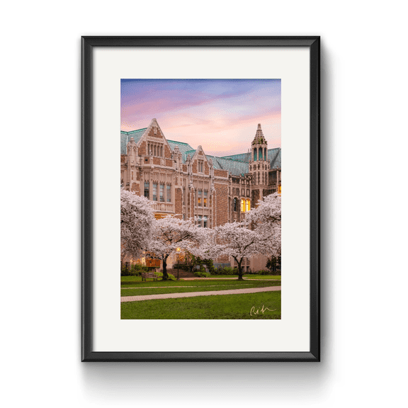 Uw Cherry Blossoms Poster, Seattle Campus Wall Art, Limited Edition, Poster Only