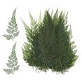 thumbnail image 1 of Uxcell 48 Pack Pressed Dried Flowers Leaves, Real Natural Ferns Dried Leaves Plant, 1 of 7