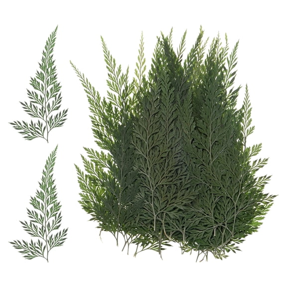 Uxcell 48 Pack Pressed Dried Flowers Leaves, Real Natural Ferns Dried Leaves Plant