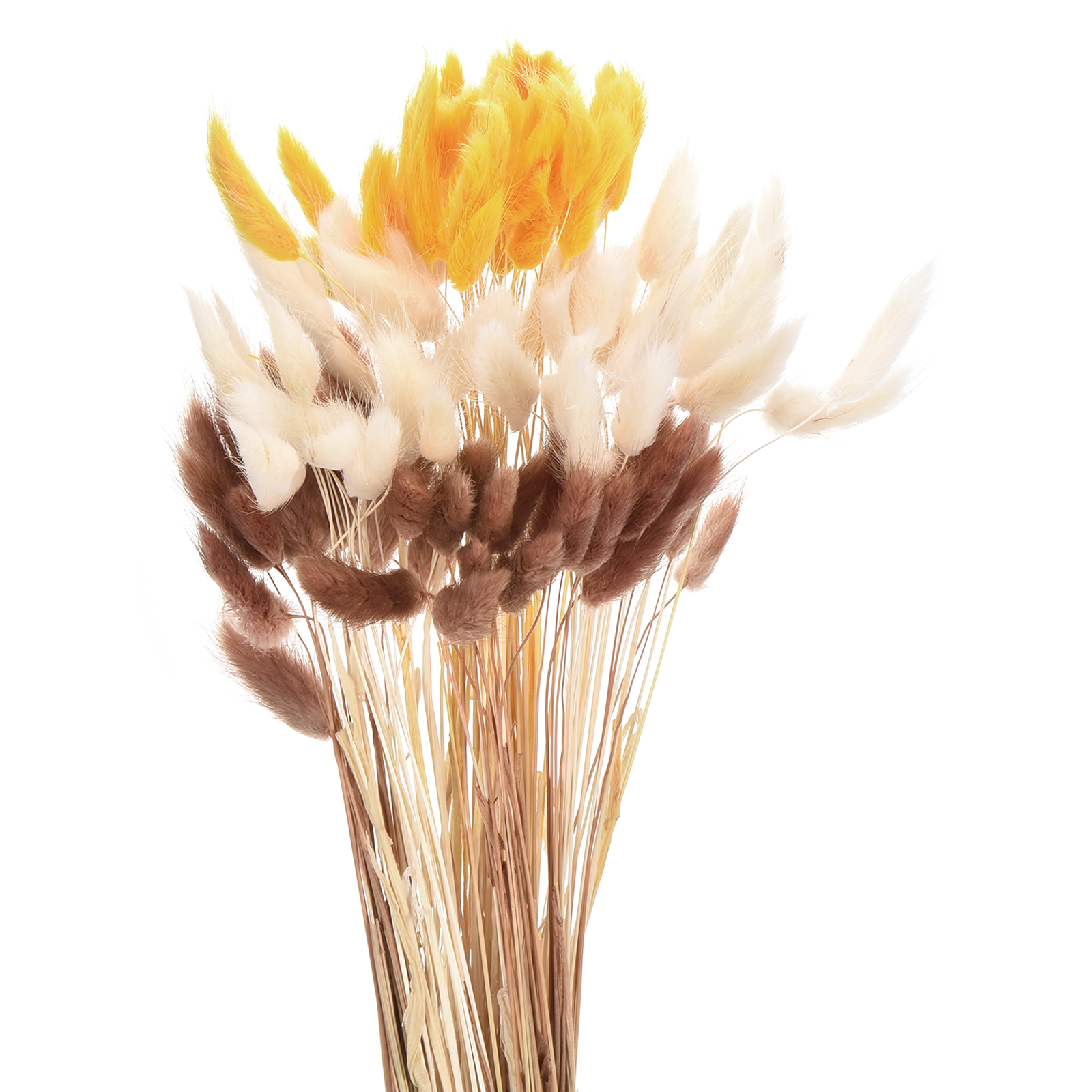 QUARKZMAN - 120 Queues De Lapin Séchées Naturelles - Lagurus Ovatus 43 Cm - Pour Bouquets, Décorations Mariage, Noël