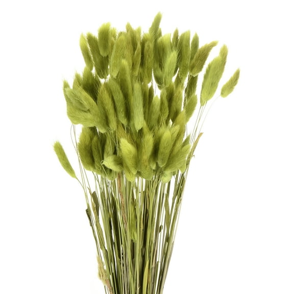Uxcell 120pcs Natural Rabbit Bunny Tails Dried Flowers 17" Mini Pampas Grass Lagurus Ovatus Bunch for Floral Wedding Decor, Fruit Green