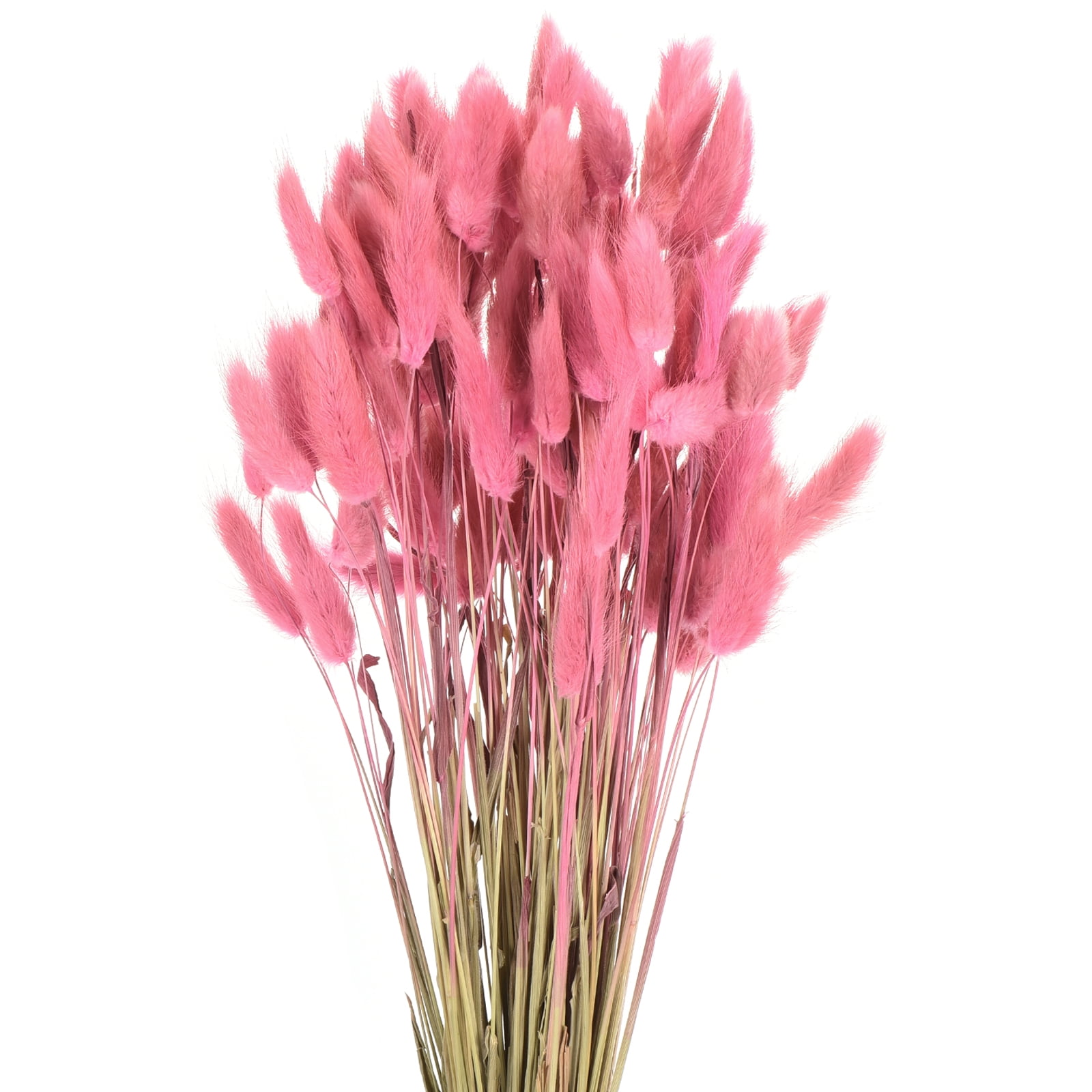 SCLLNDA 120pcs Fleurs Séchées Herbe De La Pampa Orange Pampas Sechees