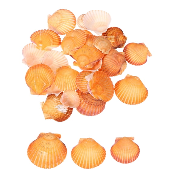 Uxcell 30Pcs Scallop Shells, 1.6"-2" Natural Sea Shells Seashell Bulk for DIY Painting Fish Tank Landscape Beach Theme Party Wedding and Home Decoration, Orange