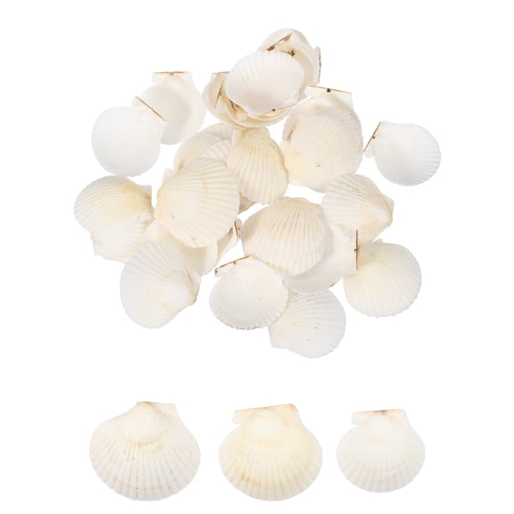 Uxcell 30Pcs Scallop Shells, 1.6"-2" Natural Sea Shells Seashell Bulk for DIY Painting Fish Tank Landscape Beach Theme Party Wedding and Home Decoration, White
