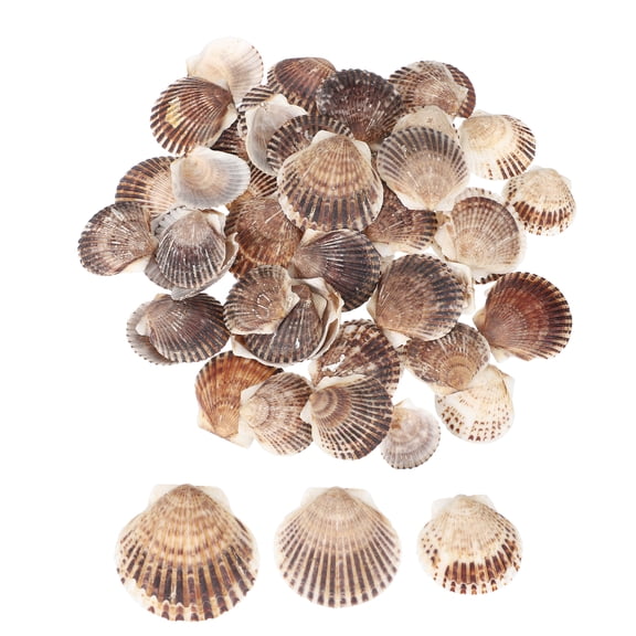 Uxcell 60Pcs Scallop Shells, 1.6"-2" Natural Sea Shells Seashell Bulk for DIY Painting Fish Tank Landscape Beach Theme Party Wedding and Home Decoration, Brown