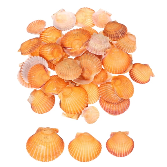Uxcell 60Pcs Scallop Shells, 1.6"-2" Natural Sea Shells Seashell Bulk for DIY Painting Fish Tank Landscape Beach Theme Party Wedding and Home Decoration, Orange