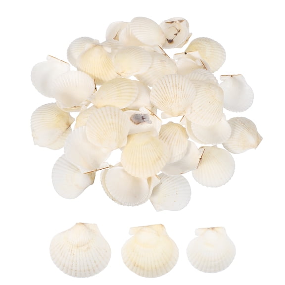 Uxcell 60Pcs Scallop Shells, 1.6"-2" Natural Sea Shells Seashell Bulk for DIY Painting Fish Tank Landscape Beach Theme Party Wedding and Home Decoration, White