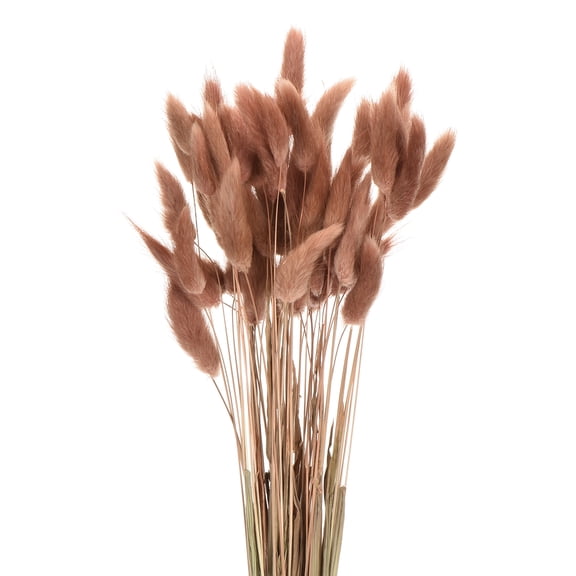 Uxcell 60pcs Natural Rabbit Bunny Tails Dried Flowers 17" Mini Pampas Grass Lagurus Ovatus Bunch for Floral Wedding Decor, Dark Brown Red