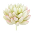 thumbnail image 1 of Uxcell Artificial Succulent Plants Unpotted Fake Succulents Simulation Plants White, 1 of 5