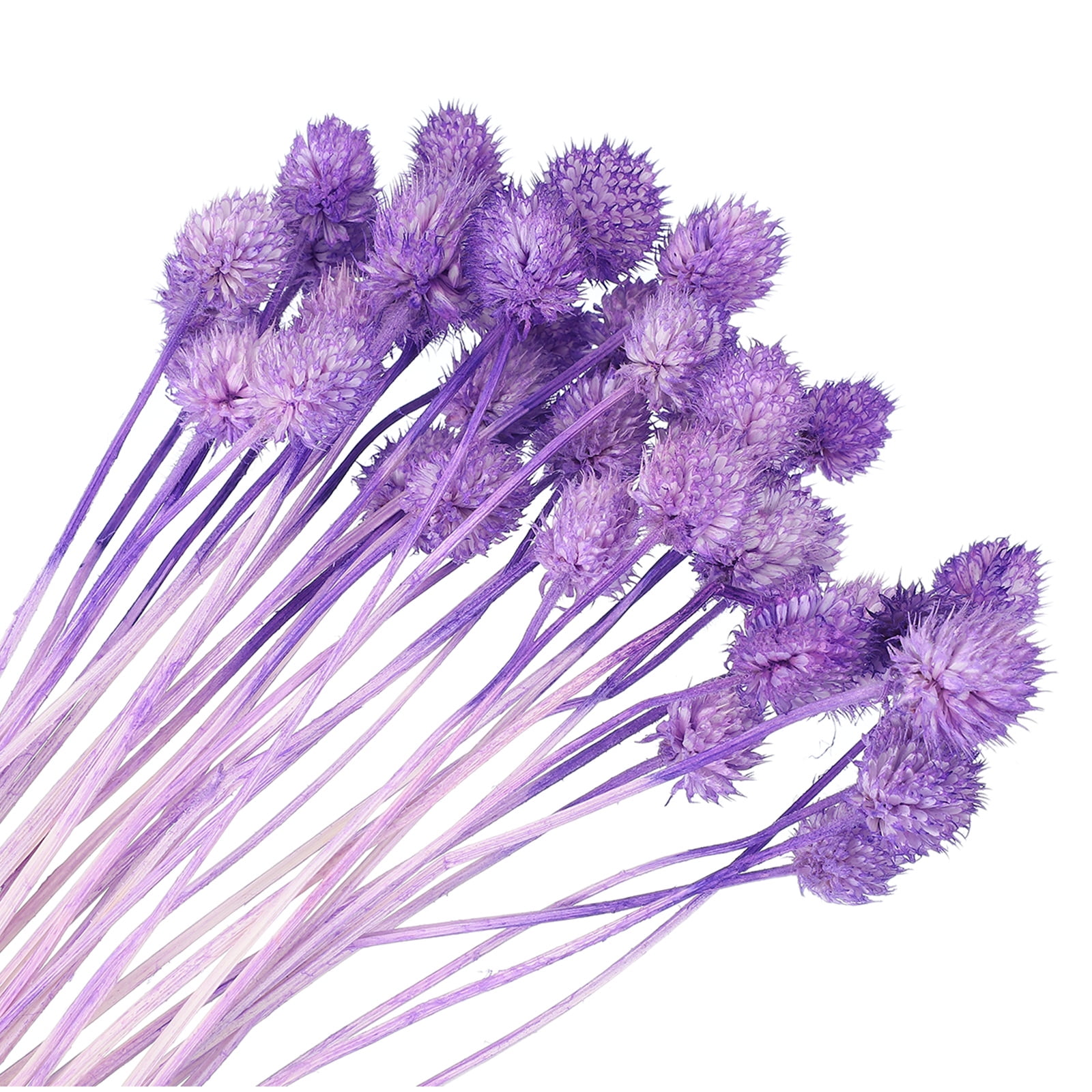 Uxcell Dried Flowers for Vase, Mini Pine Ball Flowers Natural Bouquet Bulk Fall Dried Pine Ball Naturally for Home Wedding Purple