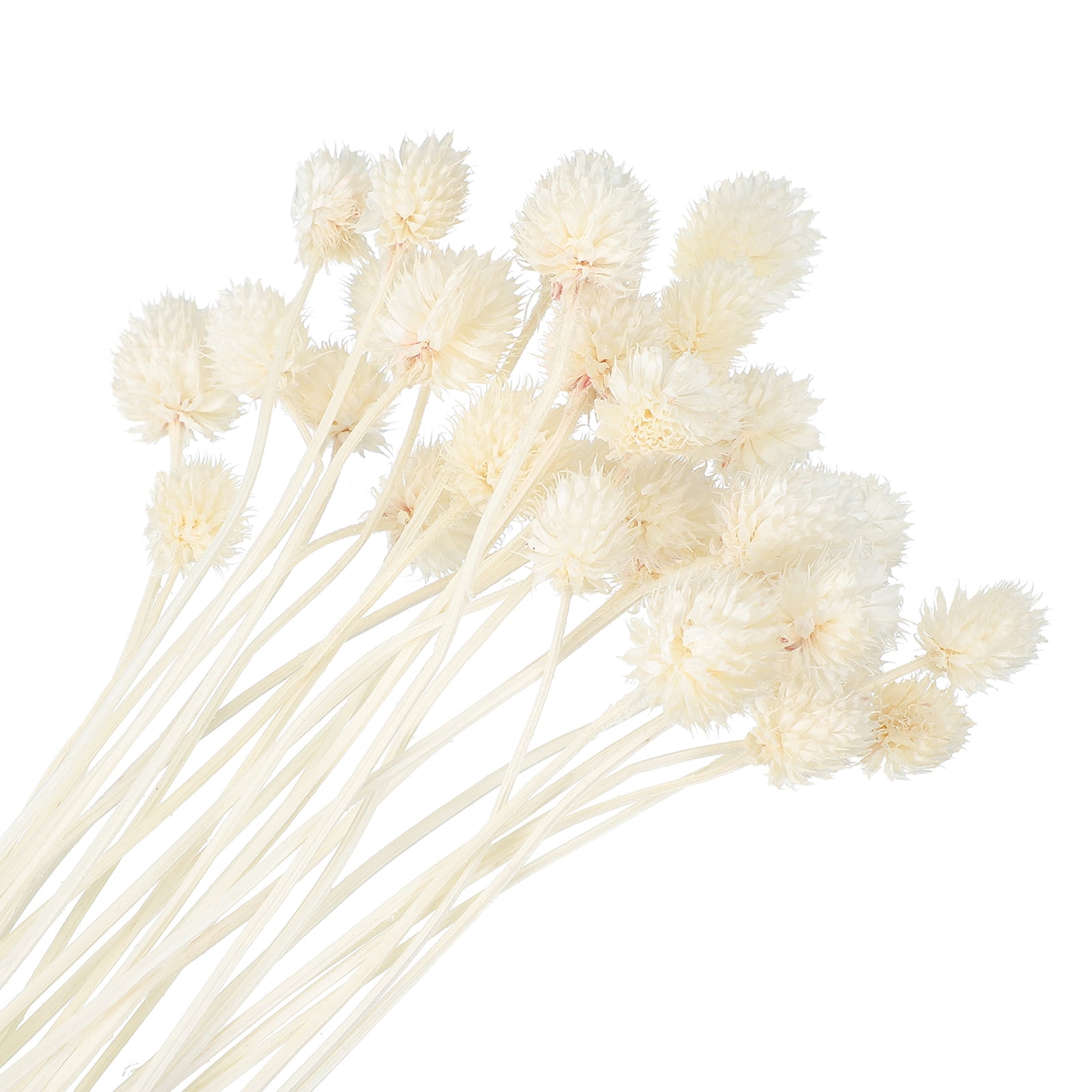 Uxcell Dried Flowers for Vase, Mini Pine Ball Flowers Natural Bouquet Bulk Fall Dried Pine Ball Naturally for Home Wedding White