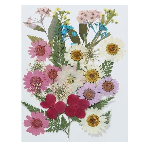 Uxcell Dried Pressed Flowers Natural Dried Flower Leave Real Pressed Flowers Assorted Color