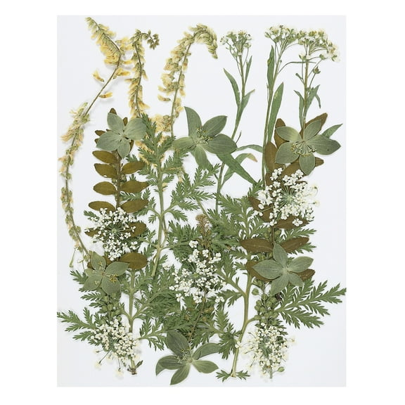 Uxcell Dried Pressed Flowers Natural Dried Flower Leave Real Pressed Flowers Green Series