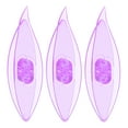 thumbnail image 1 of Uxcell Tatting Shuttles 77x21x11mm Colorful Plastic Shuttles 3 Pack, Transparent Purple, 1 of 5